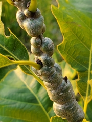 Neuroterus rileyi