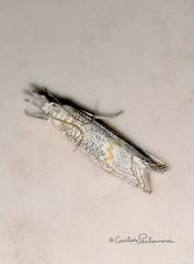 Haimbachia placidellus