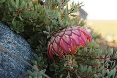 Protea sulphurea