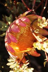 Protea sulphurea