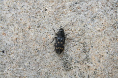 Melanophila consputa