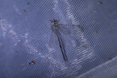 Clathroneuria coquilletti