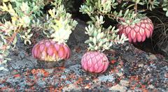 Protea sulphurea