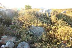 Protea sulphurea