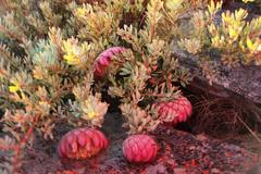 Protea sulphurea