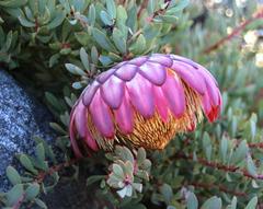 Protea sulphurea
