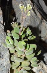 Crassula sericea