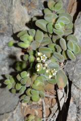 Crassula sericea