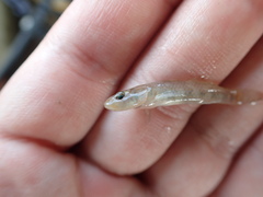 Rhinogobius rubromaculatus