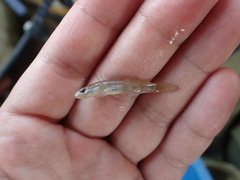 Rhinogobius rubromaculatus