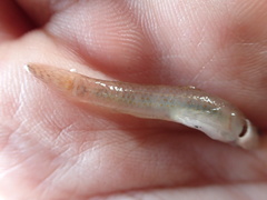 Rhinogobius rubromaculatus