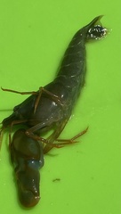 Alpheus heterochaelis