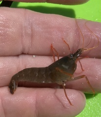 Alpheus heterochaelis