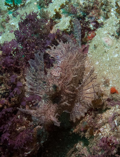 Rhinopias frondosa