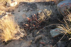 Protea scolopendriifolia