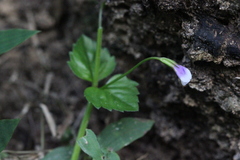 Torenia crustacea