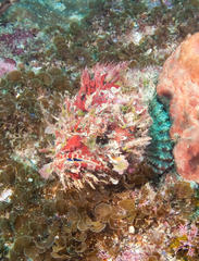 Scorpaenopsis oxycephalus