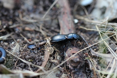 Secatophus australis