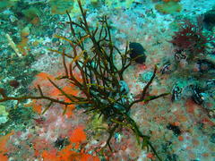 Bifurcariopsis capensis