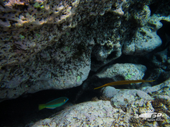 Anampses elegans