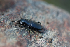 Secatophus australis