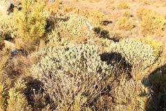 Xiphotheca fruticosa