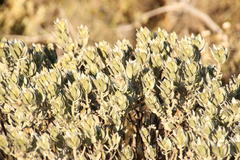 Xiphotheca fruticosa