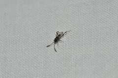 Semaeomyia