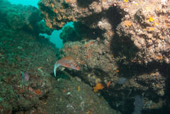 Chirodactylus jessicalenorum