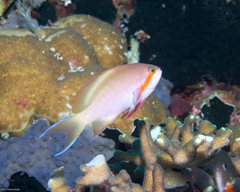 Pseudanthias huchtii