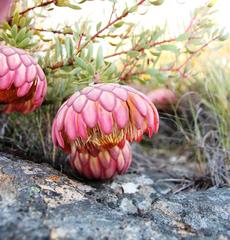Protea sulphurea