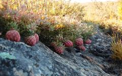 Protea sulphurea