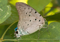 Pseudolycaena