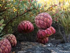 Protea sulphurea