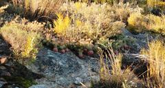 Protea sulphurea