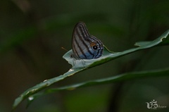 Chloreuptychia chlorimene