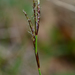Fingered Sedge - Photo (c) David GENOUD, some rights reserved (CC BY-NC-SA)