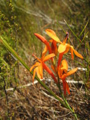 Watsonia minima