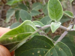 Trichobaris compacta