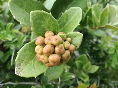Maytenus procumbens