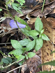 Strobilanthes dalzielii