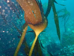 Laminaria pallida