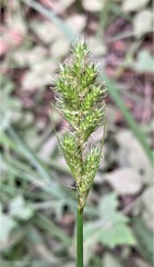 Carex fracta