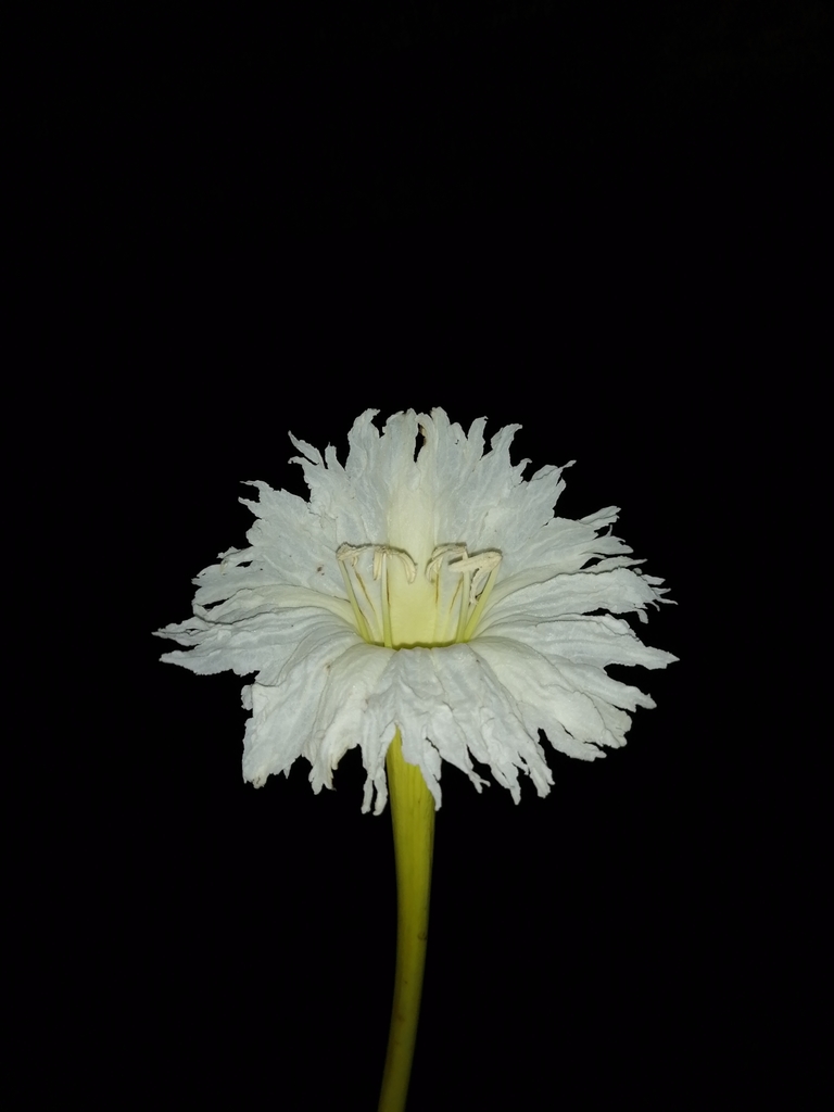 Ekmanianthe longiflora