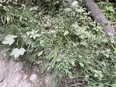 Carex fracta