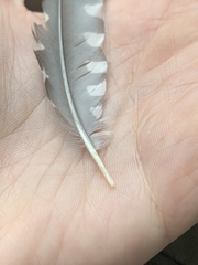 Melanerpes carolinus