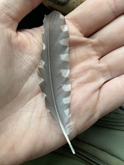 Melanerpes carolinus