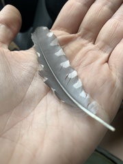 Melanerpes carolinus