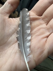 Melanerpes carolinus