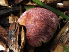 Tricholomopsis rutilans image